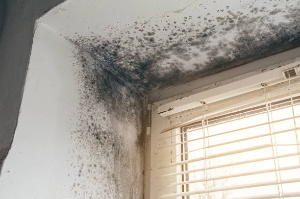 Affordable Black Mold Remediation solutions in Pope Army Airfield, NC